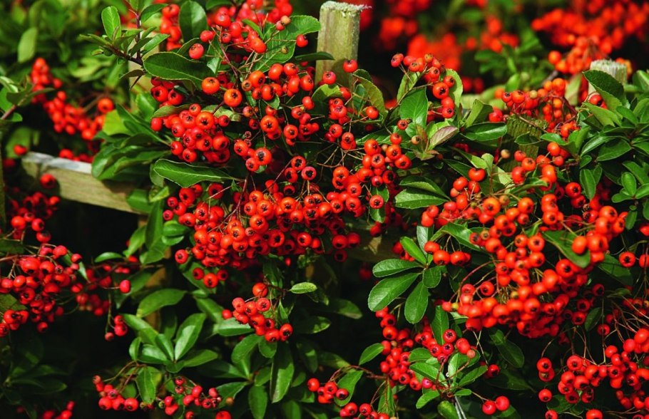 Кустарник пираканта красная