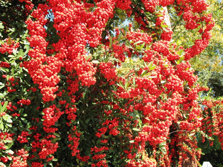 Пираканта красная Pyracantha coccinea