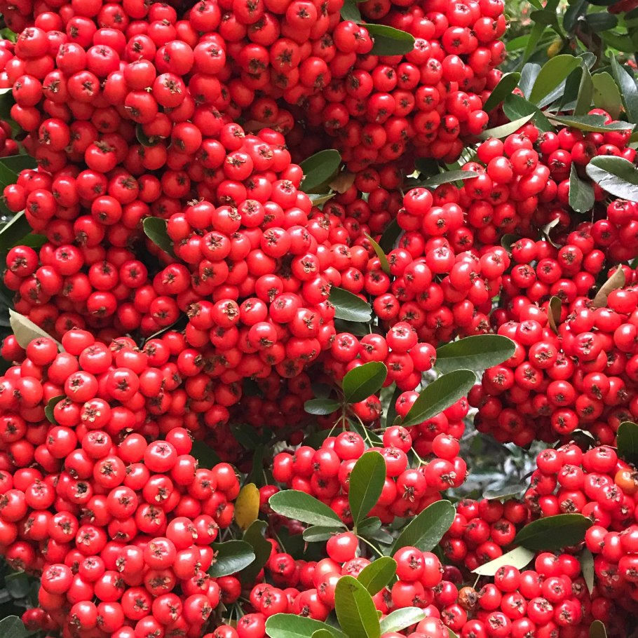 Пираканта шарлаховая