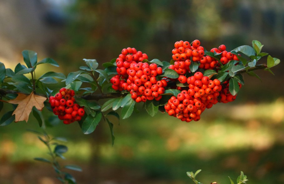 Пираканта красная