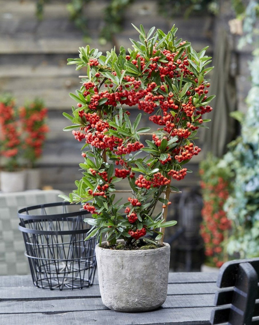 Пираканта шарлаховая