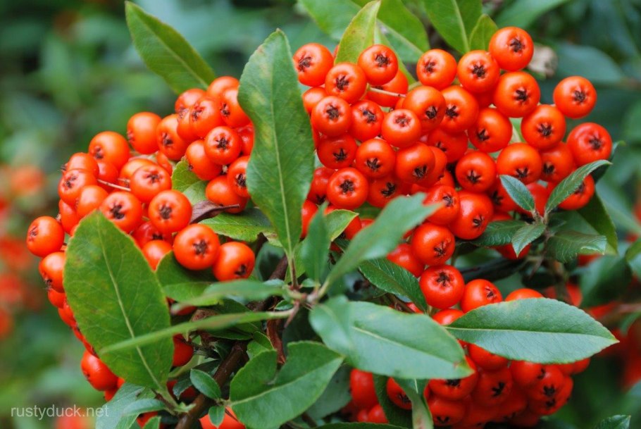 Пираканта шарлаховая