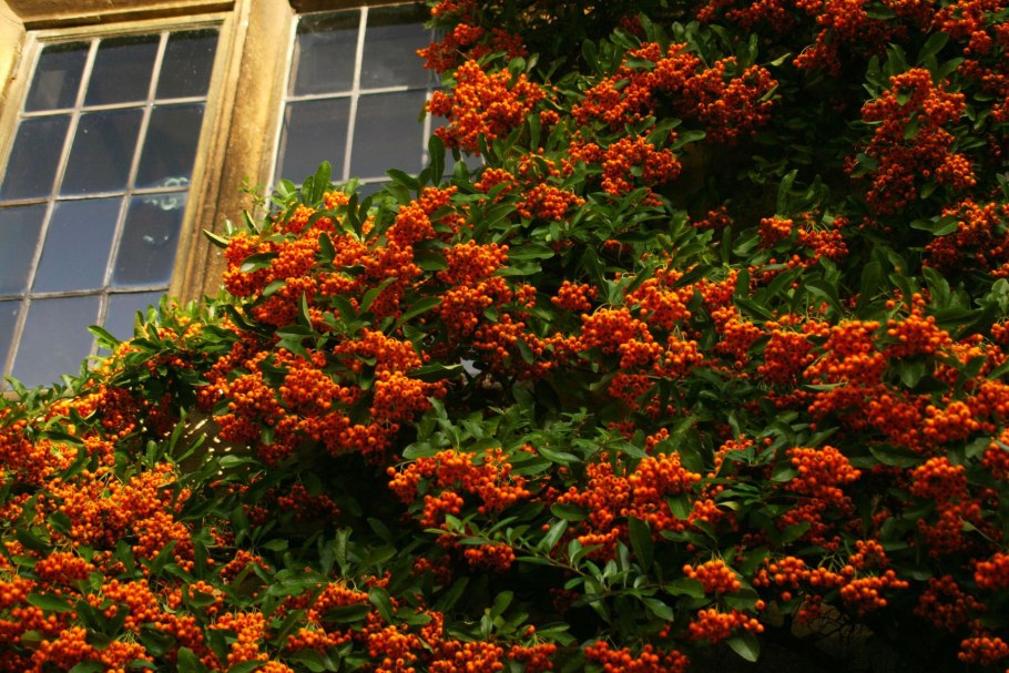 Пираканта ред