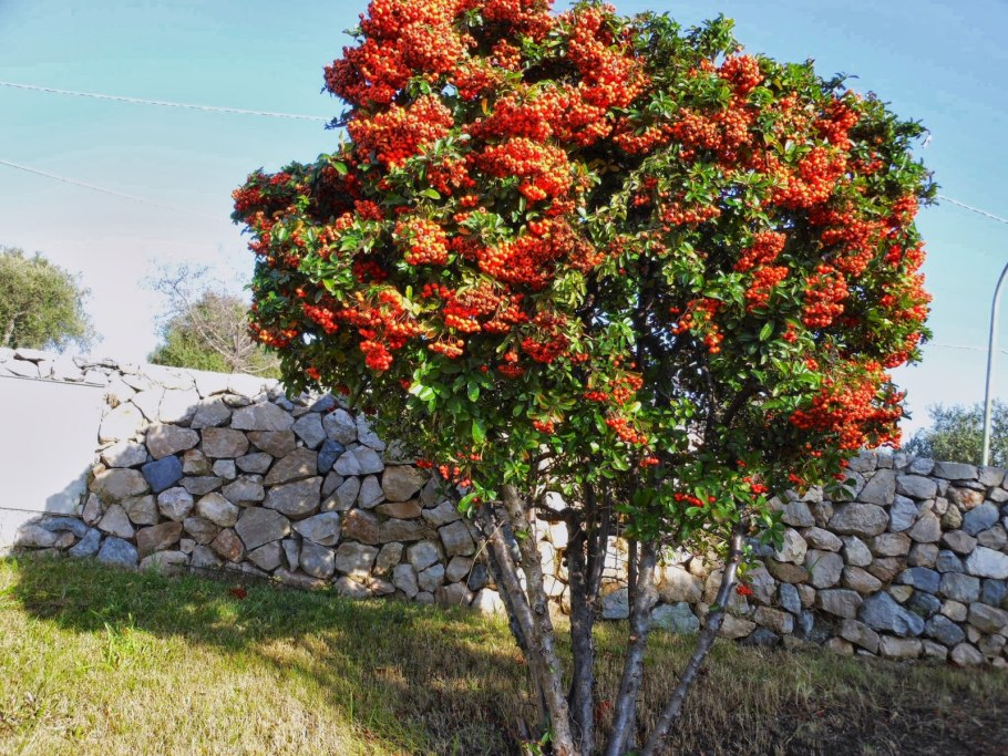Пираканта (Pyracantha Golden Charmer)
