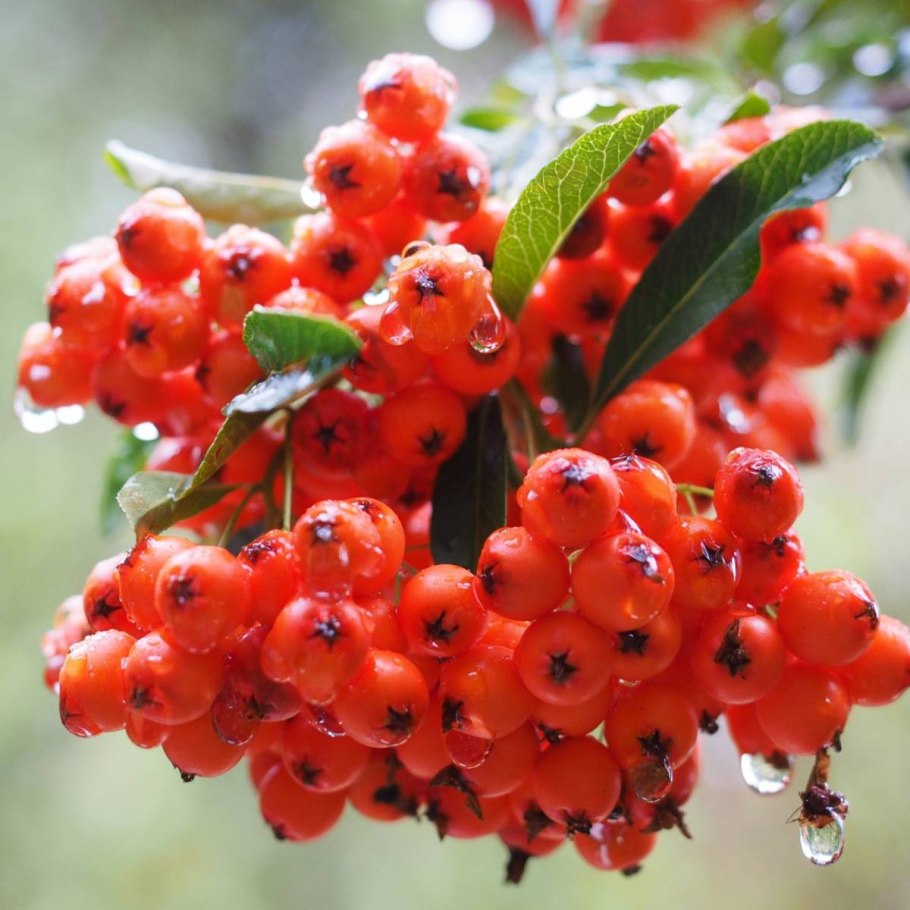 Пираканта шарлаховая