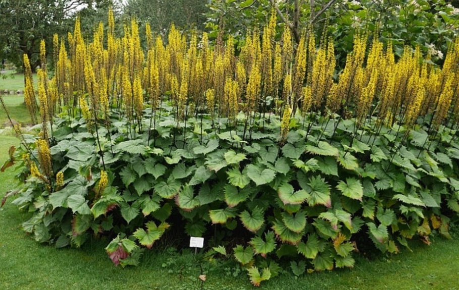 Бузульник Пржевальского Ligularia przewalskii