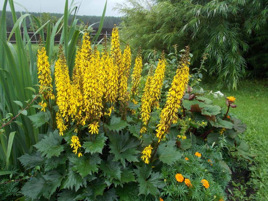 Бузульник бузульник Пржевальского