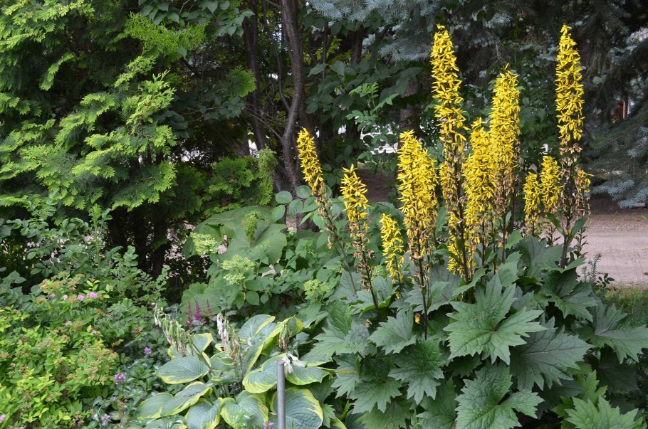 Бущульнта прживальсеого