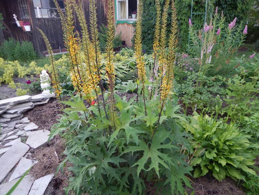 Бузульник Пржевальского Ligularia przewalskii