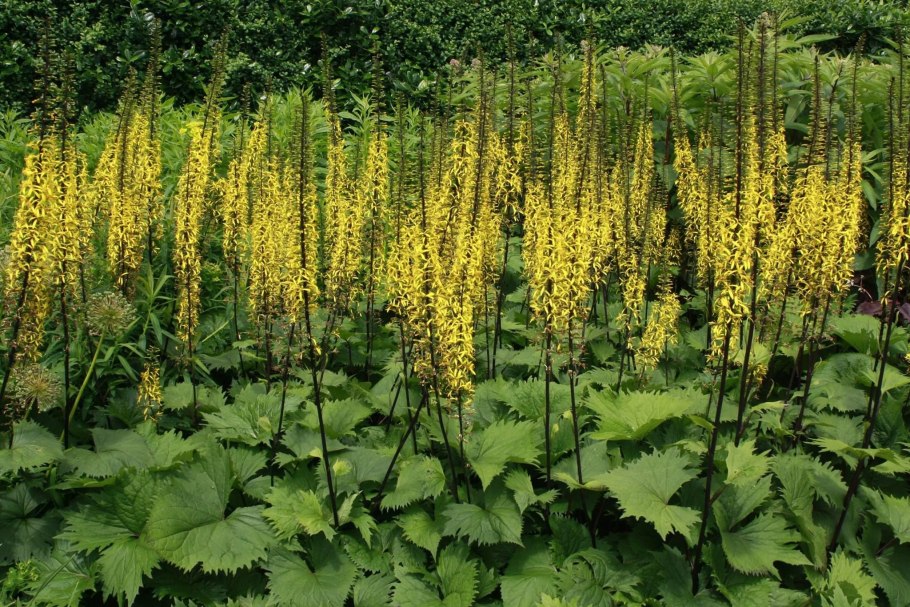 Бузульник Пржевальского Ligularia przewalskii