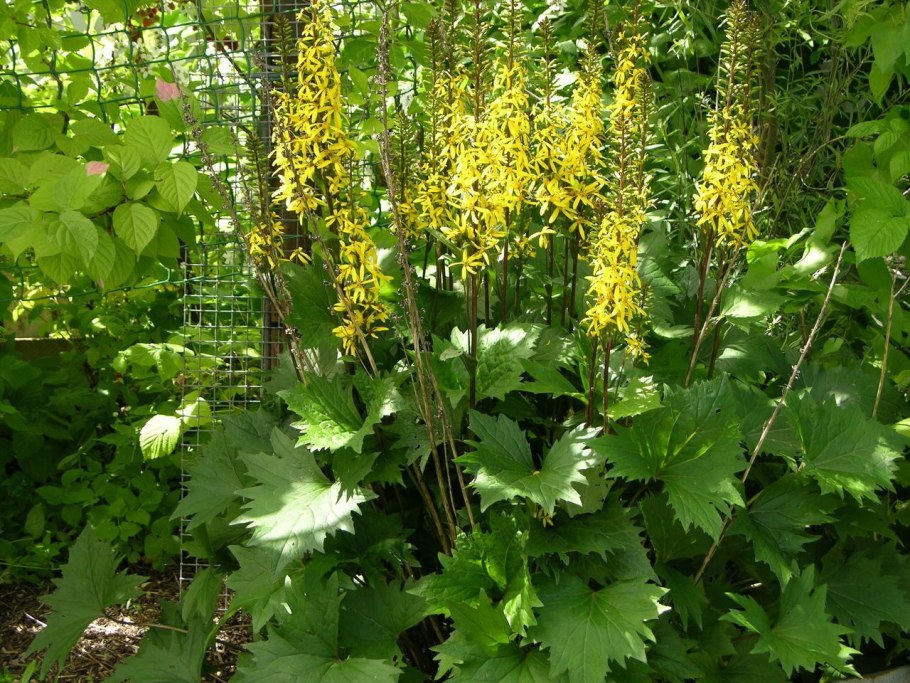 Бузульник Литтл рокет