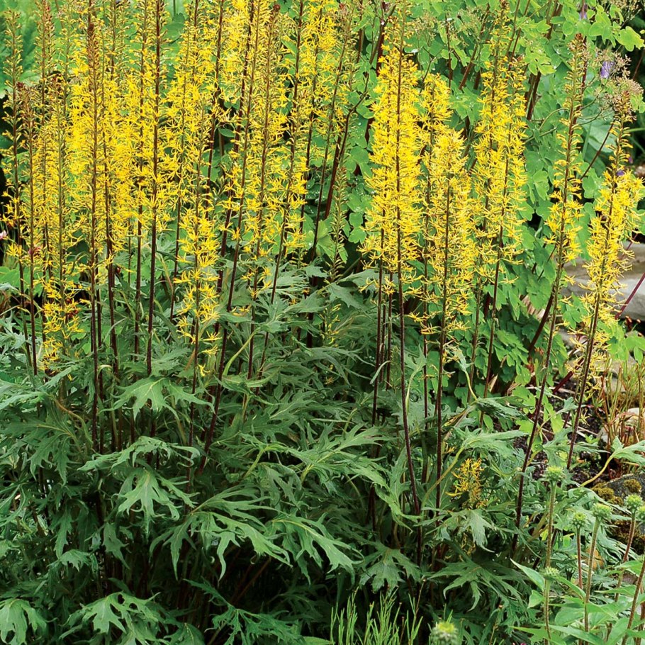 Бузульник лигулярия Пржевальского