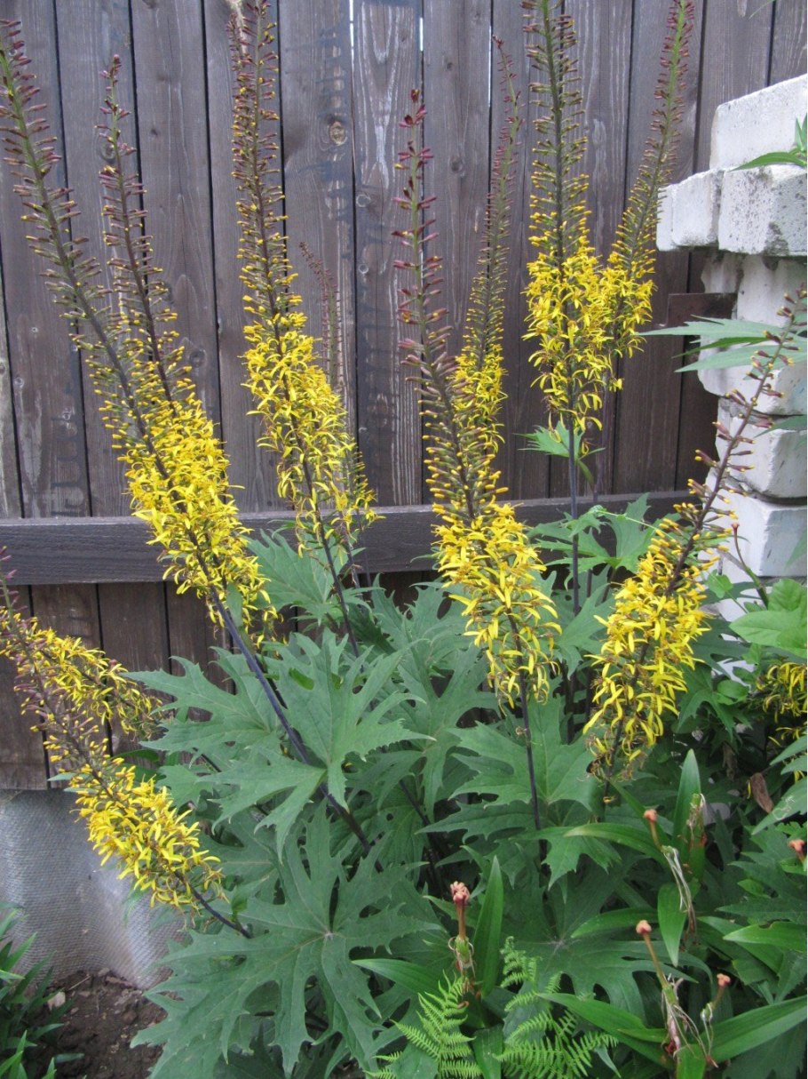 Бузульник Пржевальского рокет