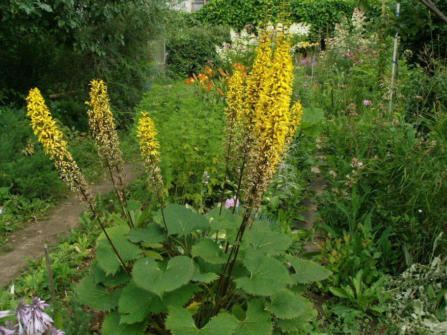 Бузульник Пржевальского рокет