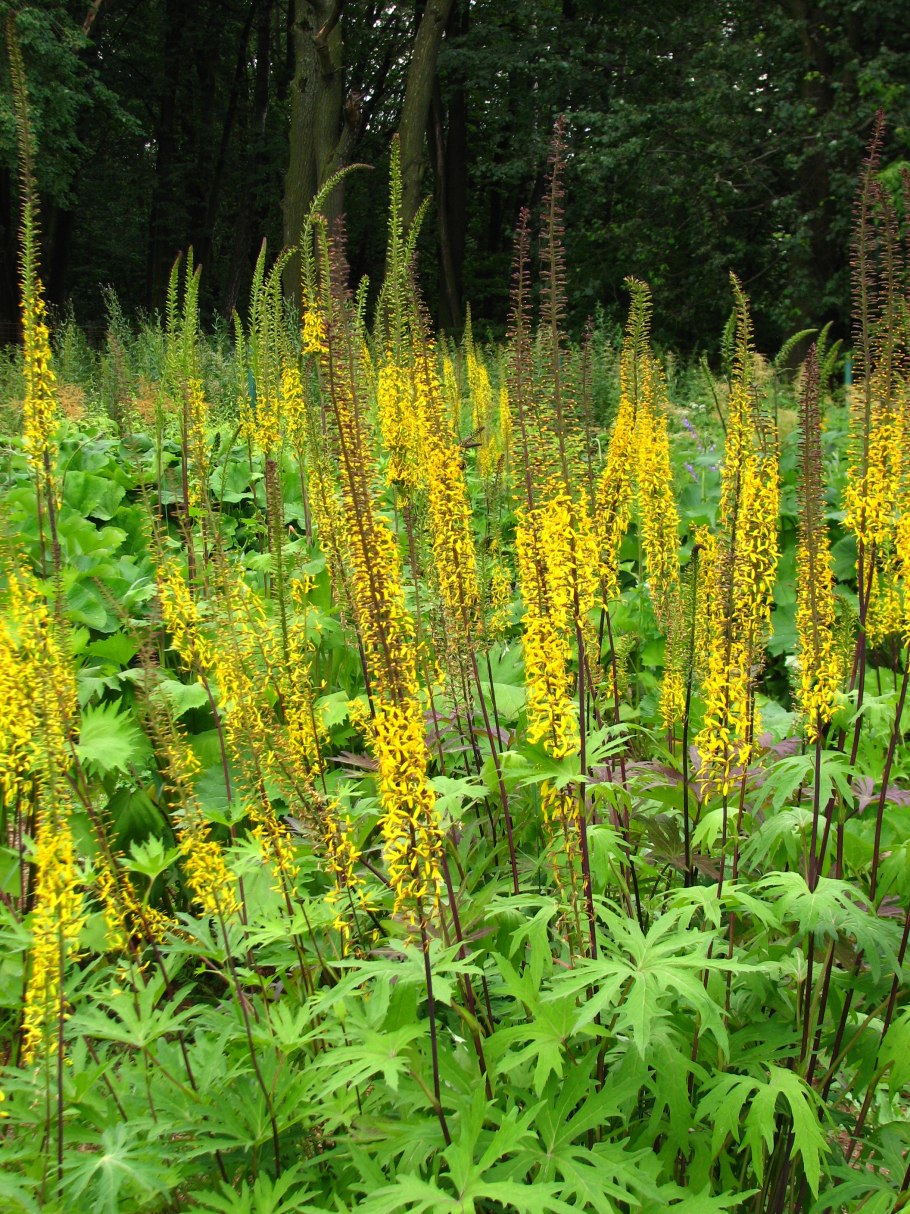 Бузульник Пржевальского посадка