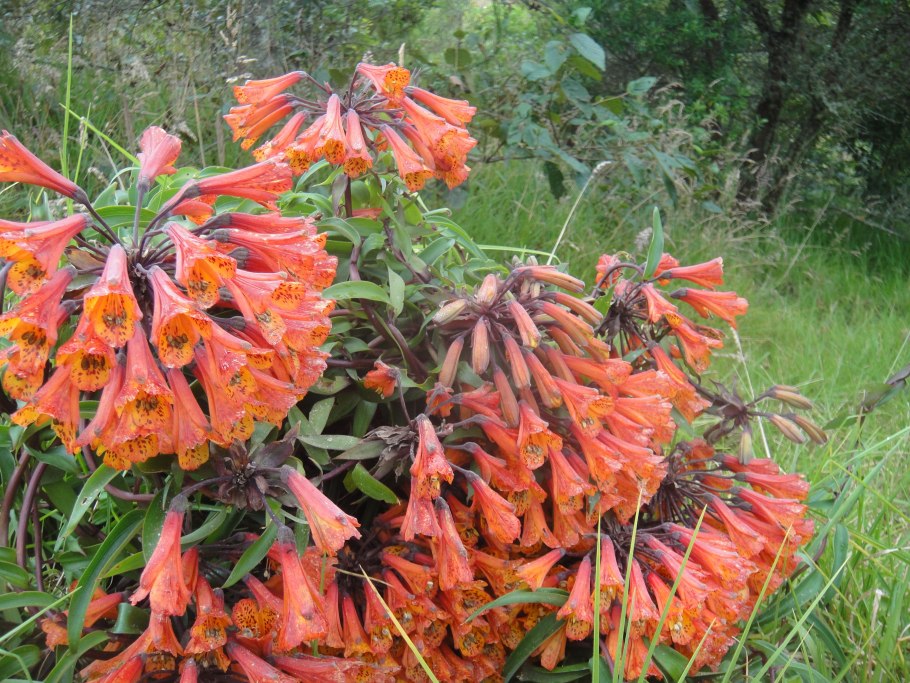 Бомарея Пардина