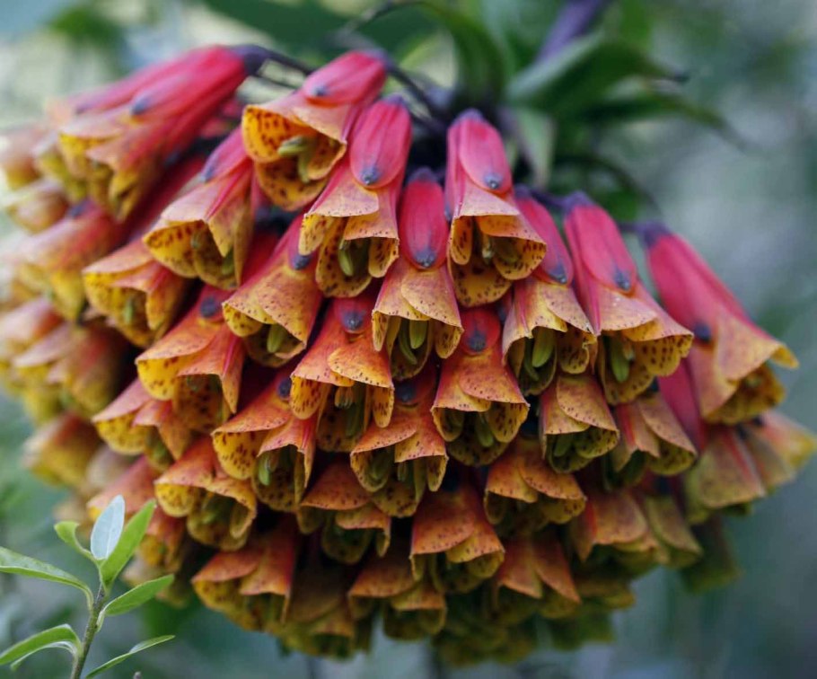 Бомарея Ташкент