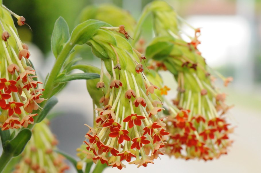 Цветение лианы Бомарея