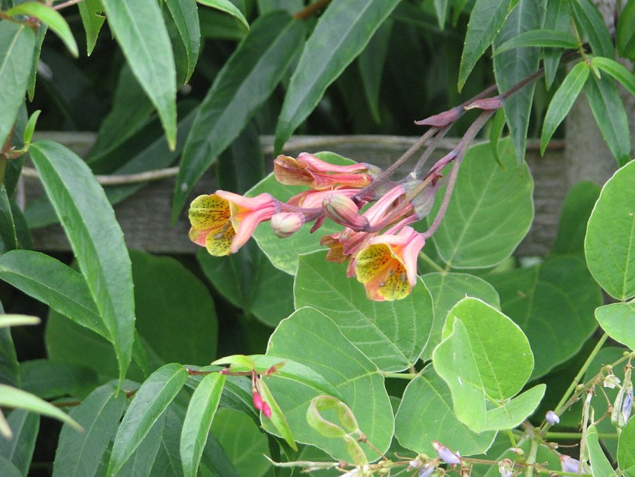 Безумное растение