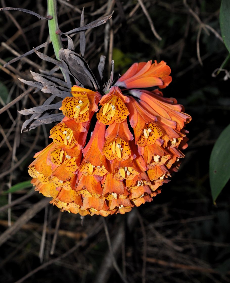 Лиана Бомарея