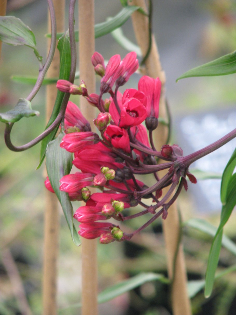 Бомарея Пардина