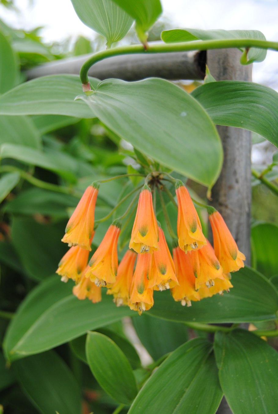 Phaedranassa tunguraguae