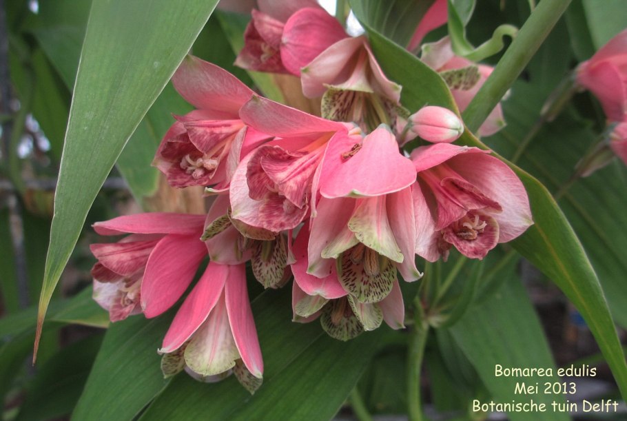 Лиана Бомарея