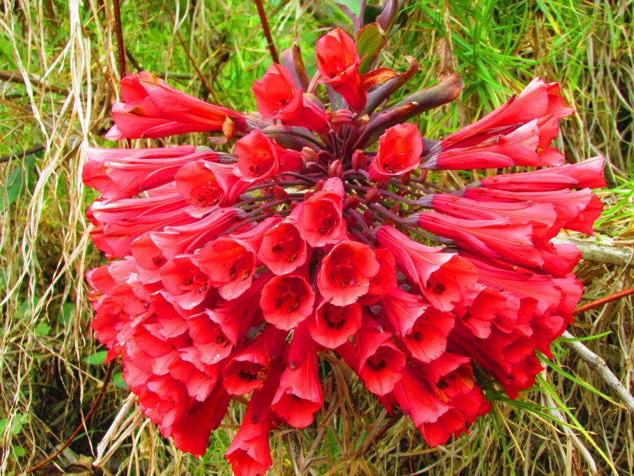 Garra de León цветок