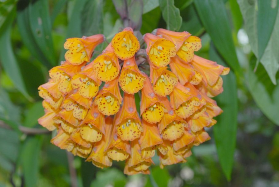 Цветы Лиана Бомарея