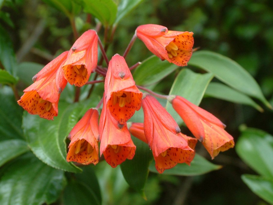 Бомарея Пардина