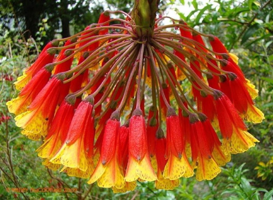 Бомарея Пардина