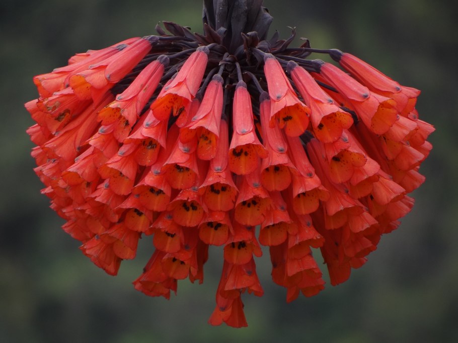 Лиана Бомарея