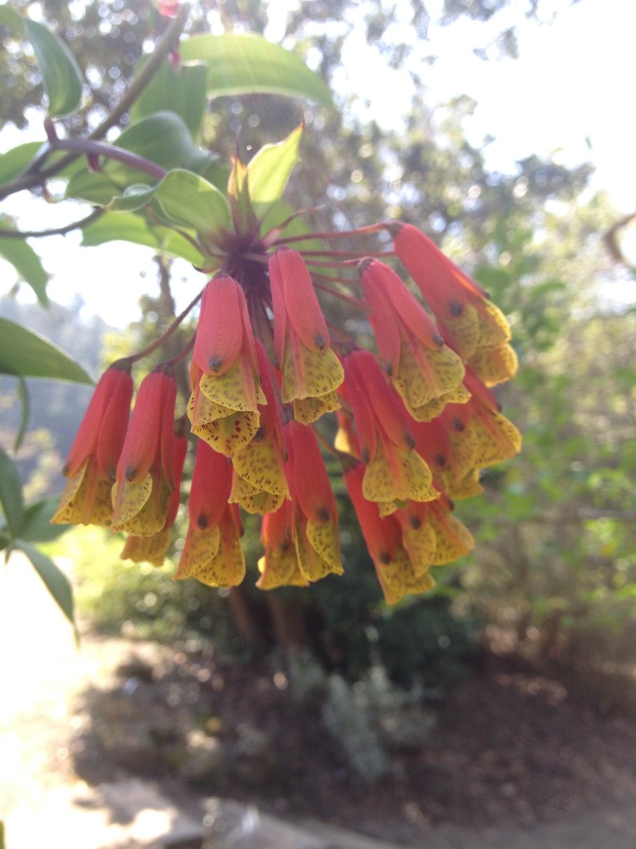 Экзотические цветы Bomarea