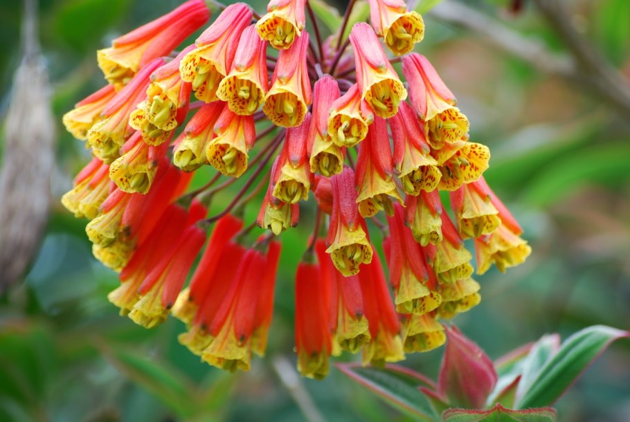 Бомарея многоцветковая