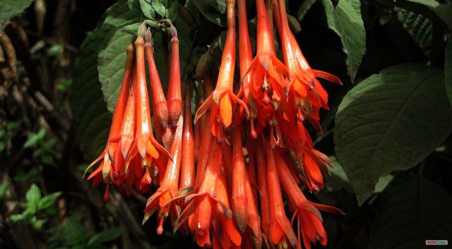 Бомарея Пардина