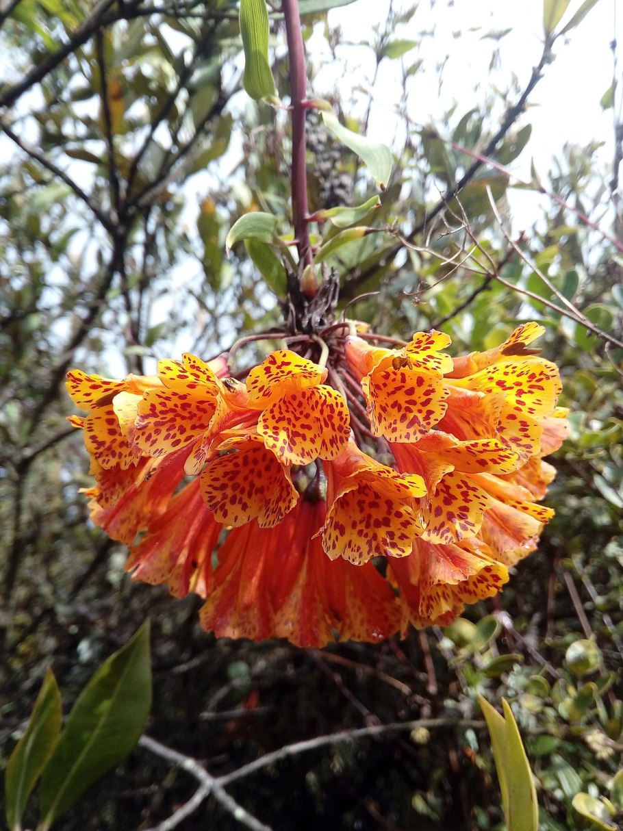 Бомарея Пардина