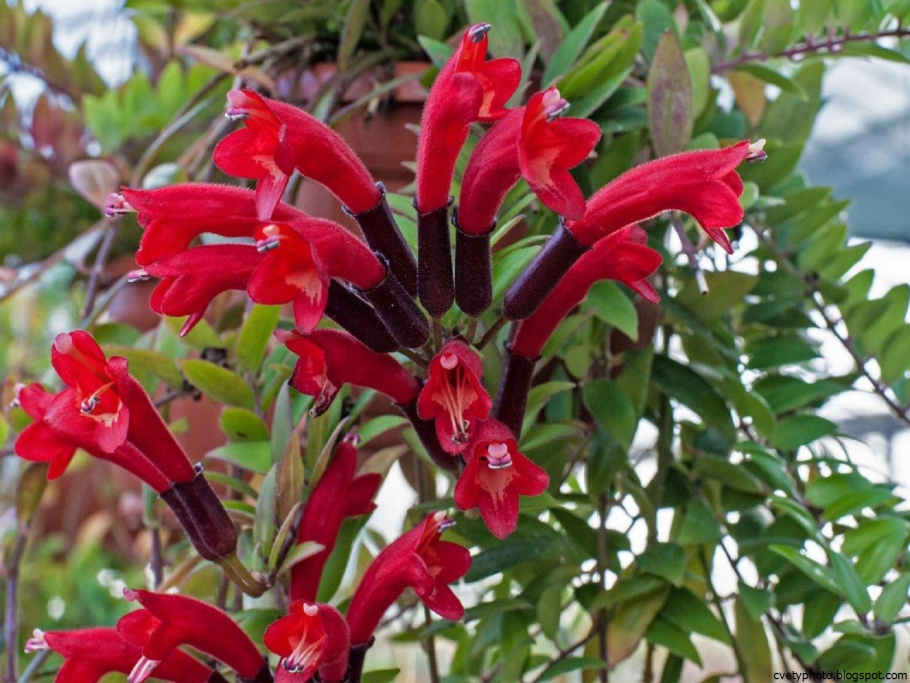 Стрептосолен мармеладный куст