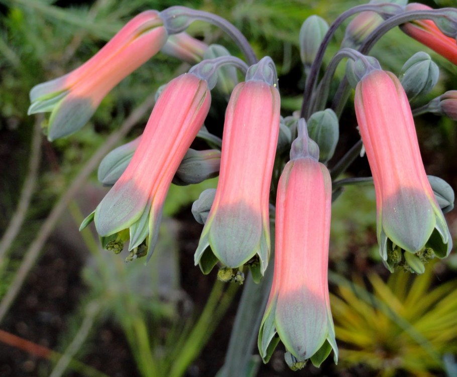 Цветы Лиана Бомарея