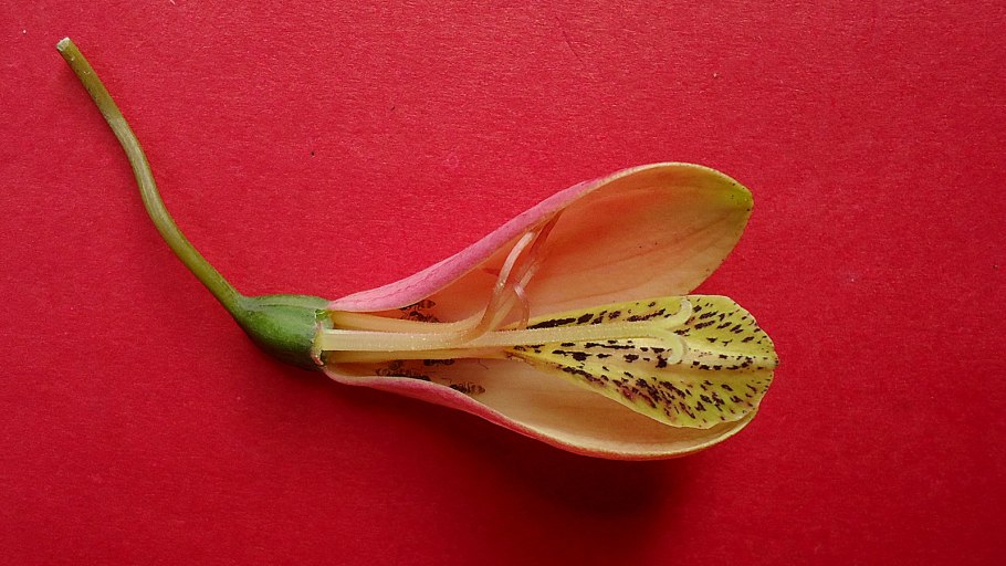 Канна индийская 'Тропикал ред'