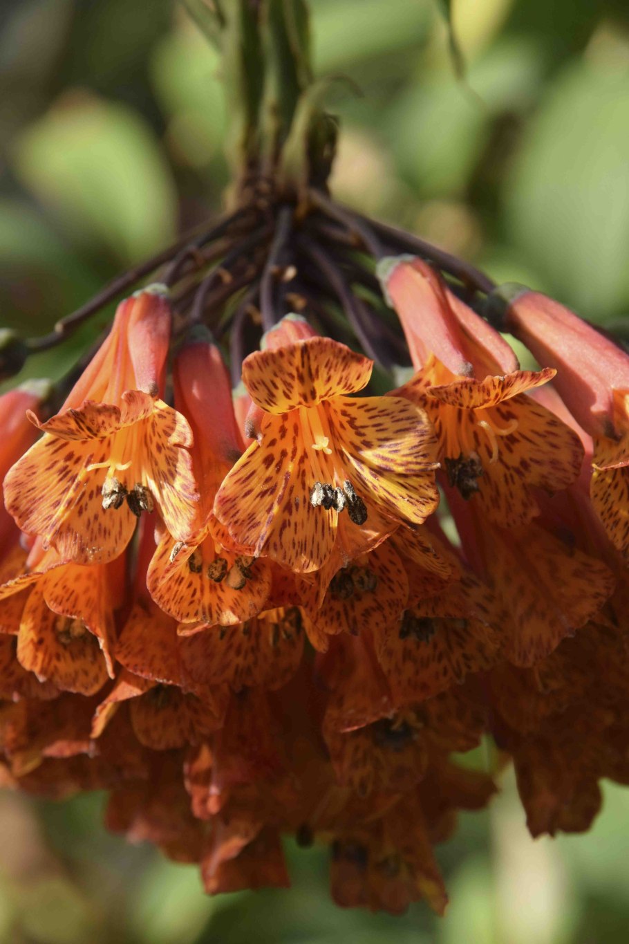 Бомарея удивительной красоты