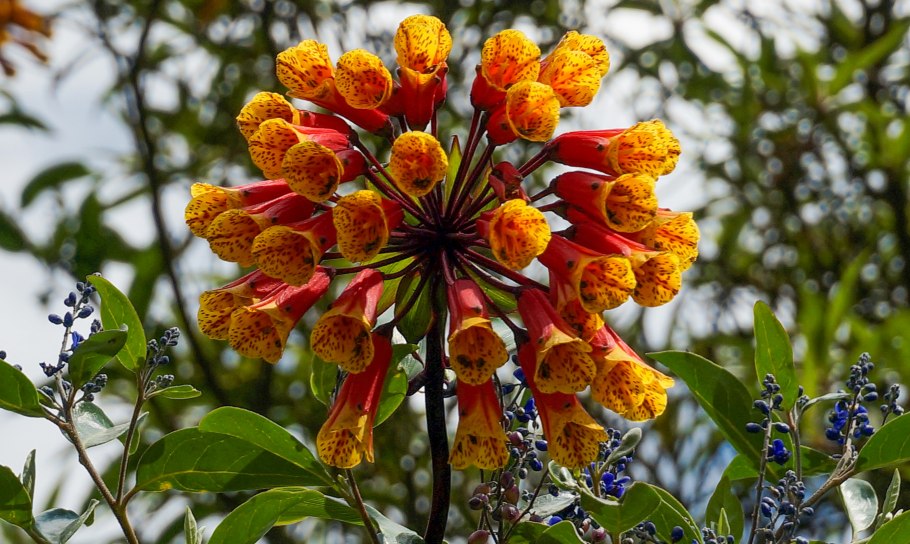 Флора растения