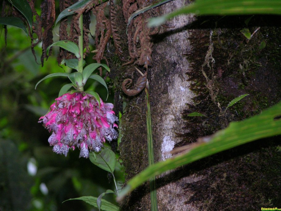 Бомарея фото