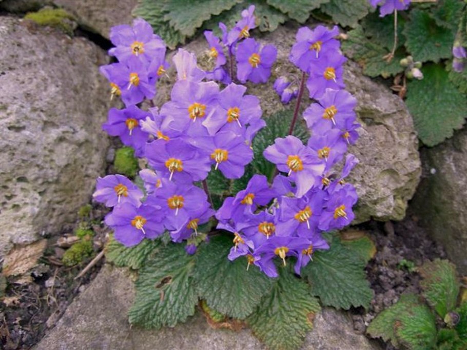 Рамонда Сербская