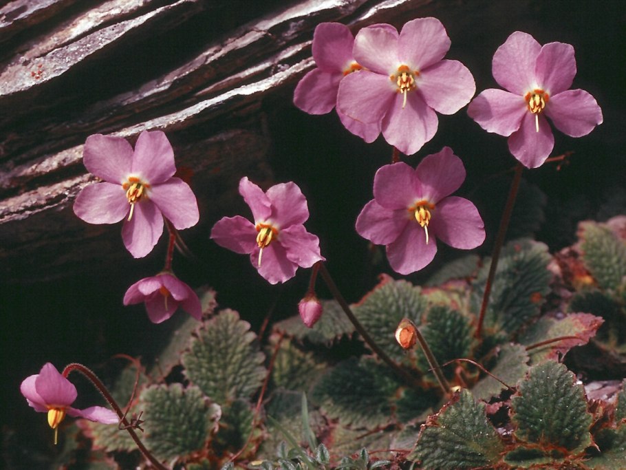 Цветок Рамонда Сербская