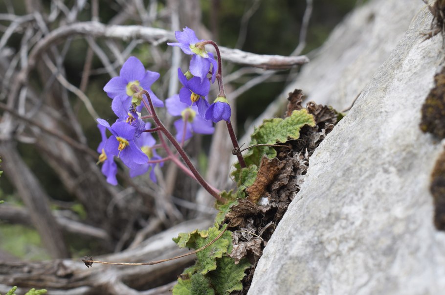 Рамонда Сербская семена