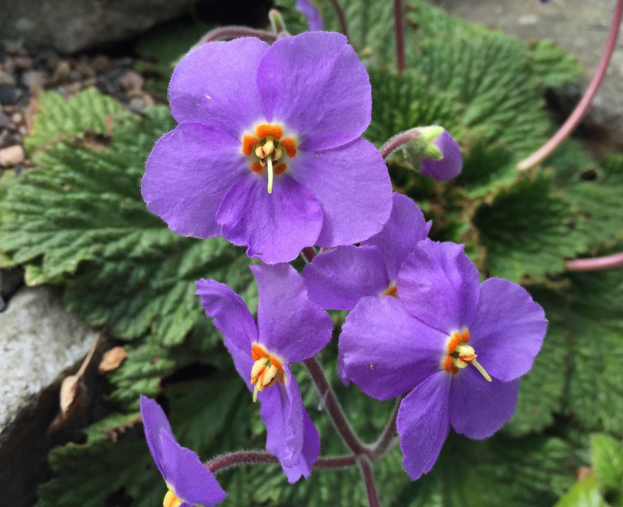 Цветок Рамонда Сербская