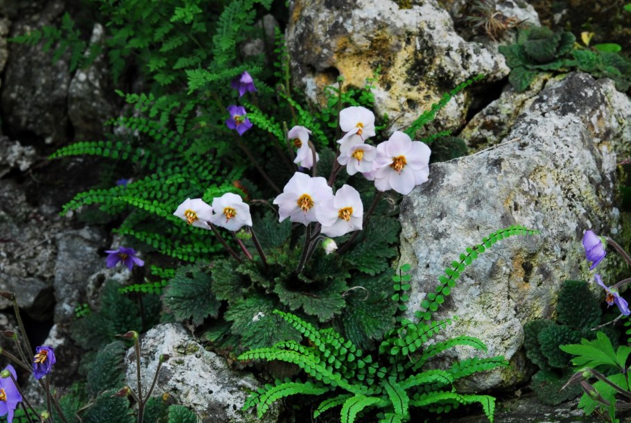 Цветок Рамонда Сербская