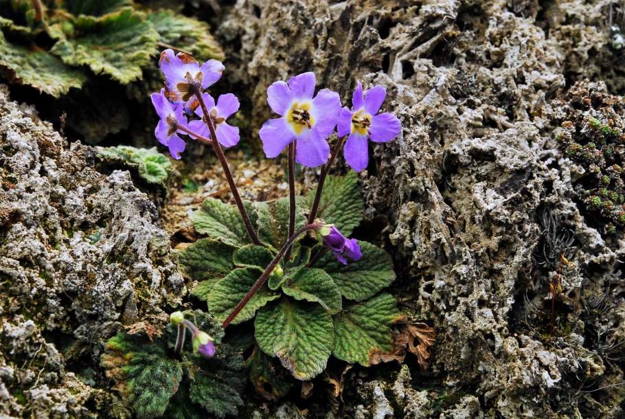 Рамонда Пиренейская