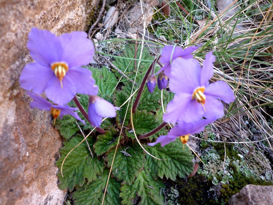 Рамонда Сербская
