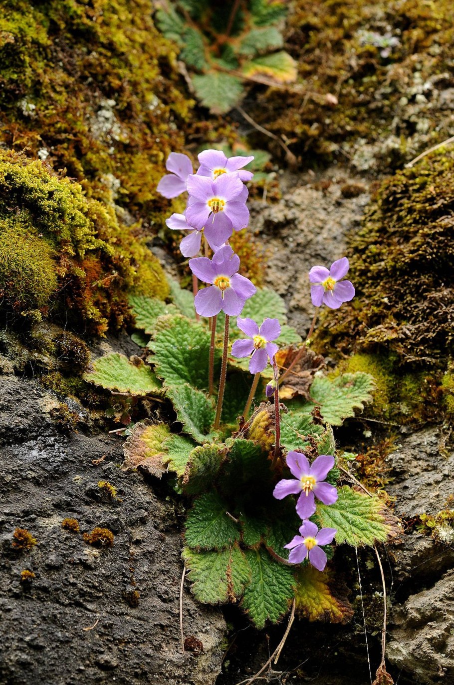 Рамонда миконская Alba